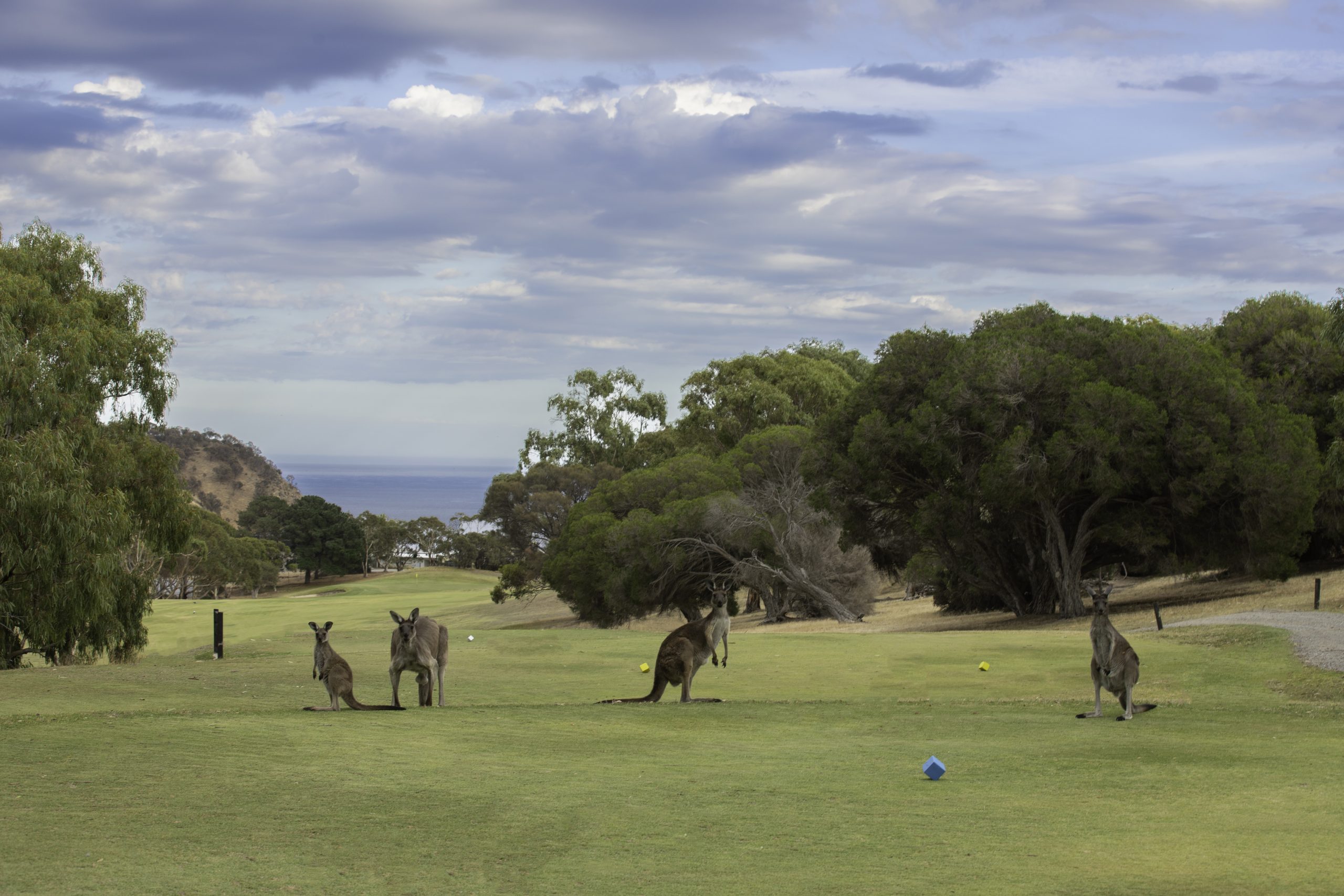 18 hole golf course view at Wirrina Cove in South Australie
