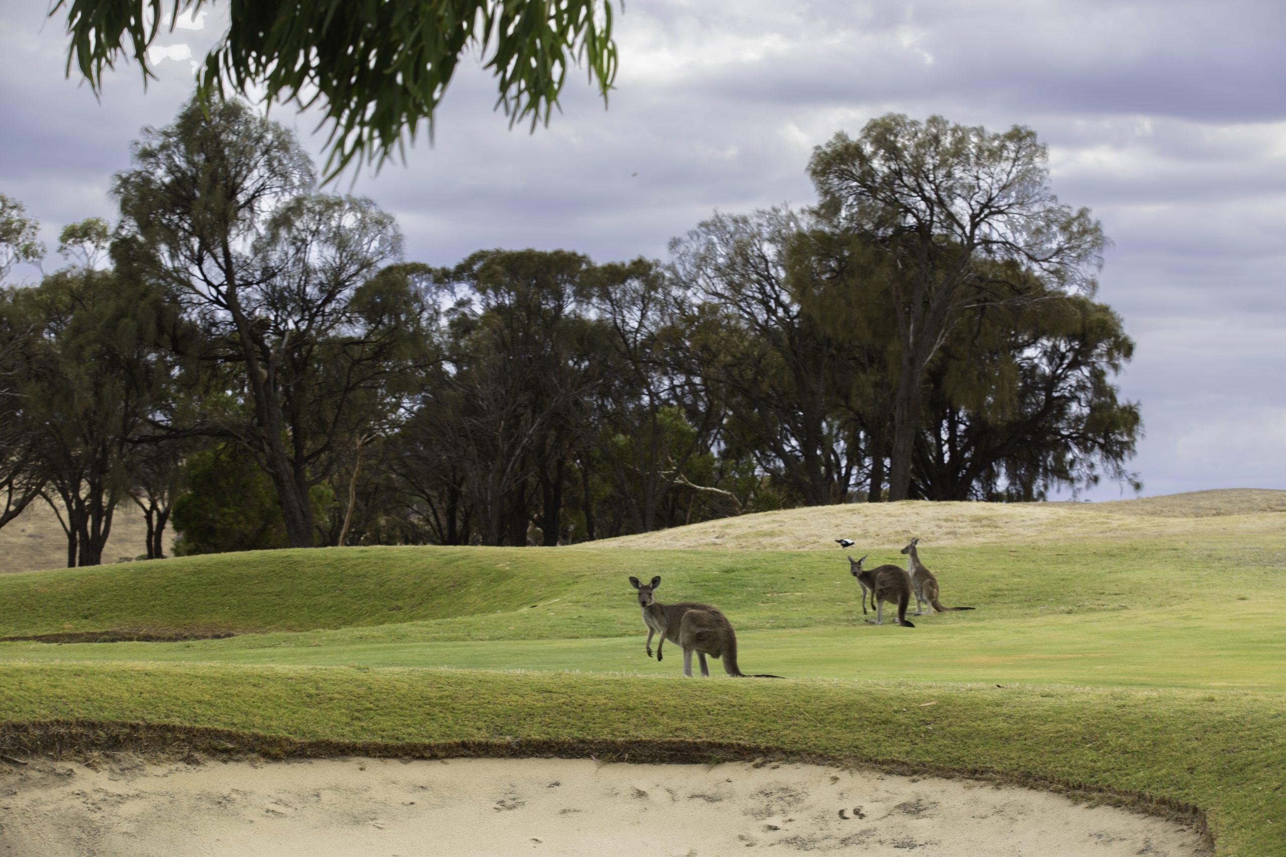 Kangaroos relaxing at the golf course in Wirrina Cove